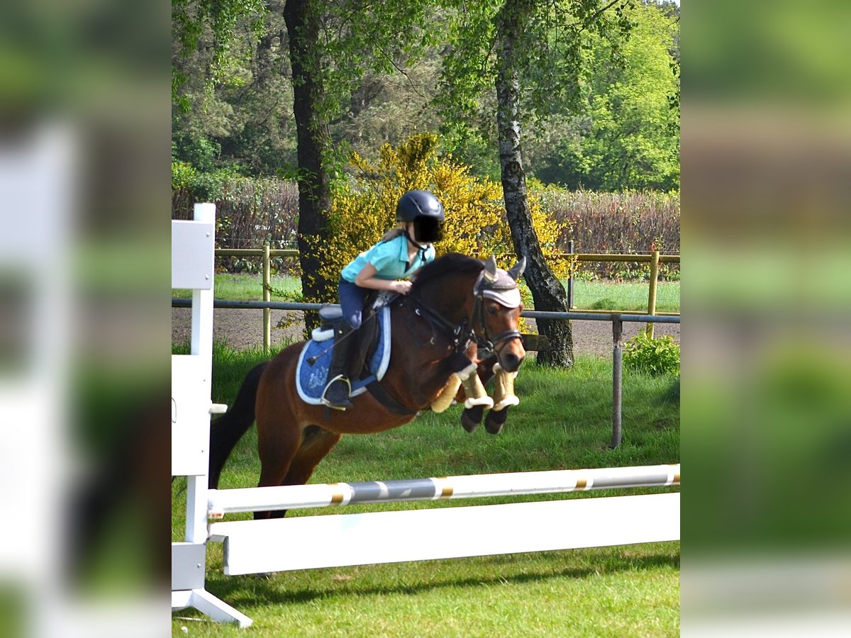 Welsh A (Mountain Pony) Mare 19 years 11,1 hh Brown in Osterwald