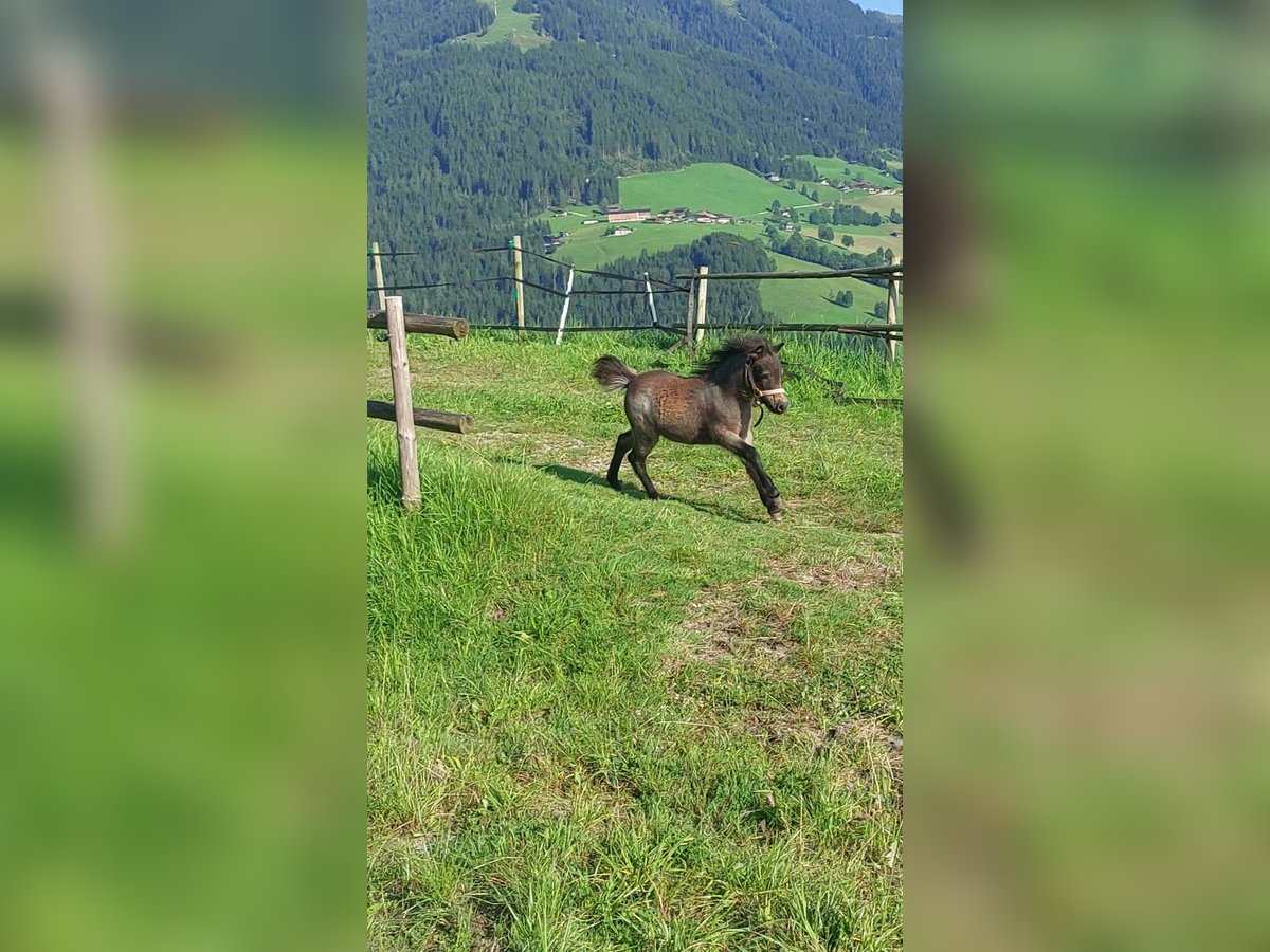 Welsh A (Mountain Pony) Mix Mare 1 year 10,2 hh Brown in Alpbach