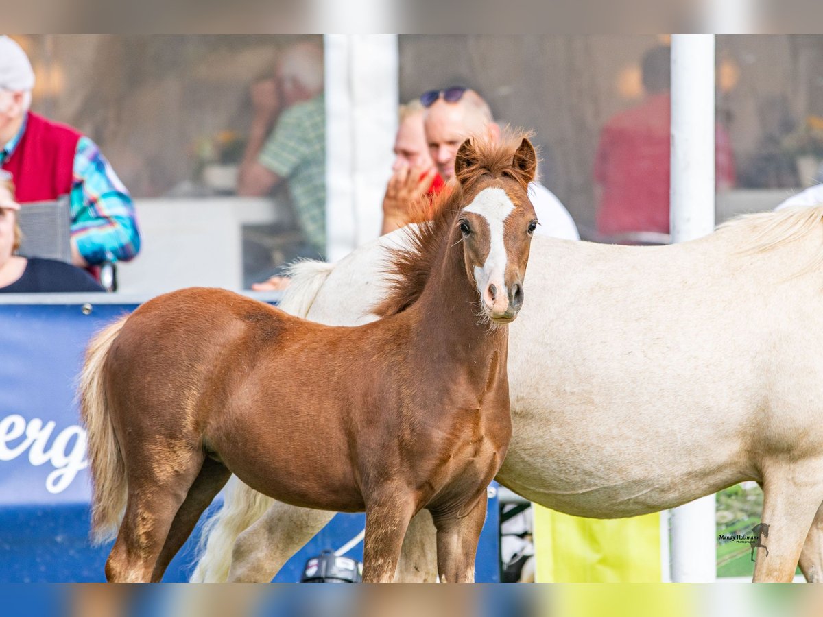 Welsh A (Mountain Pony) Mare 1 year 11,1 hh Chestnut-Red in Bielefeld