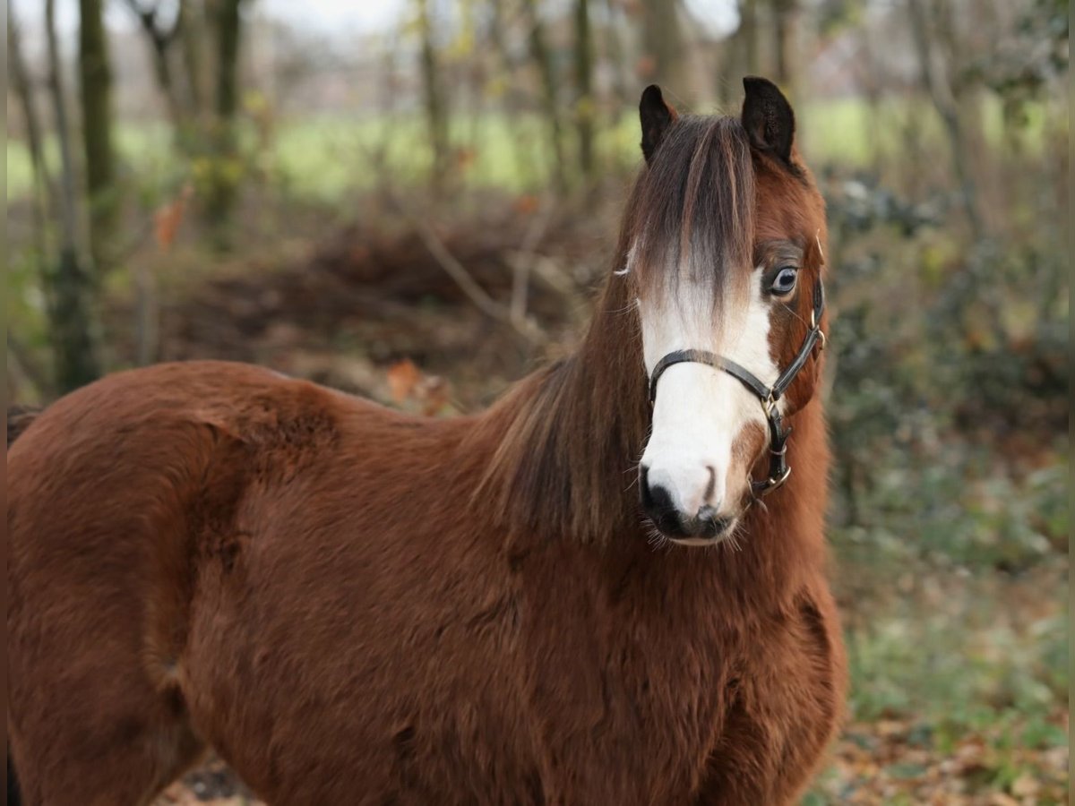 Welsh A (Mountain Pony) Mare 1 year 11,3 hh Brown in Aalten