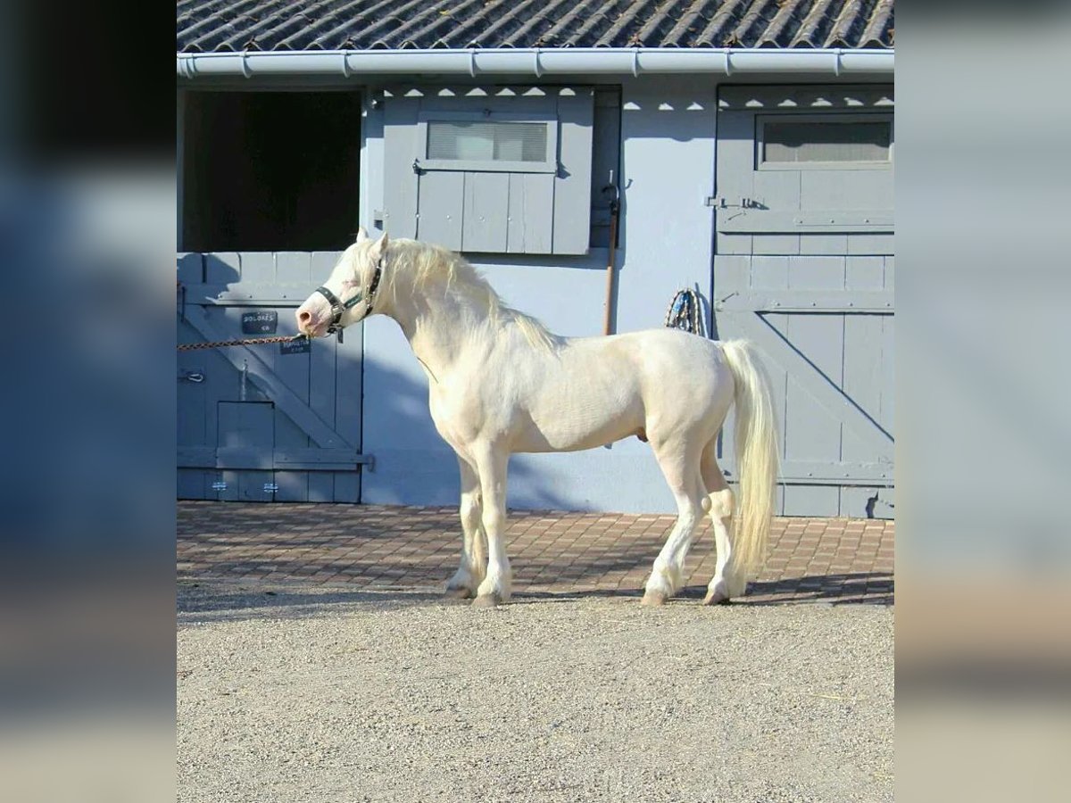 Welsh A (Mountain Pony) Mare 1 year Cremello in Strasbourg