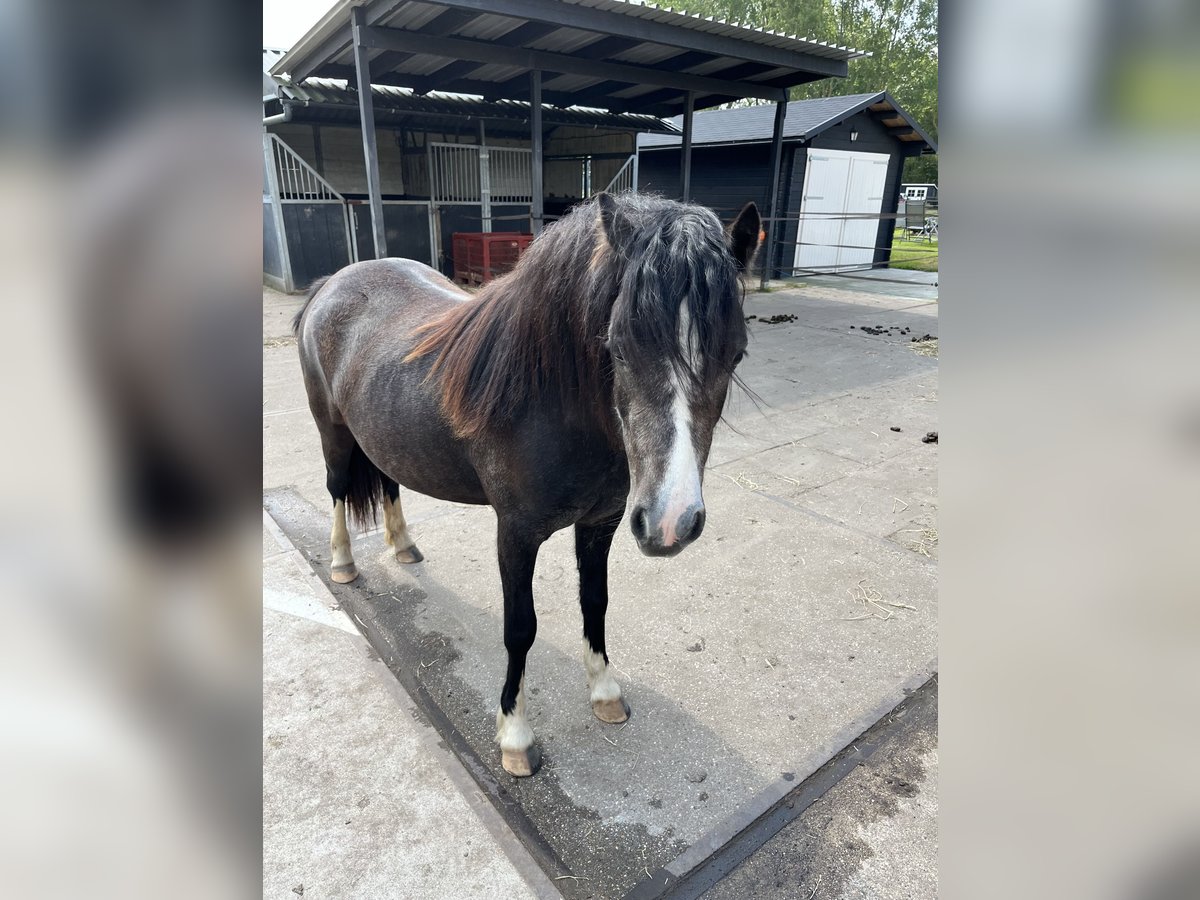 Welsh A (Mountain Pony) Mare 2 years 11,1 hh Gray-Dark-Tan in Oostvoorne