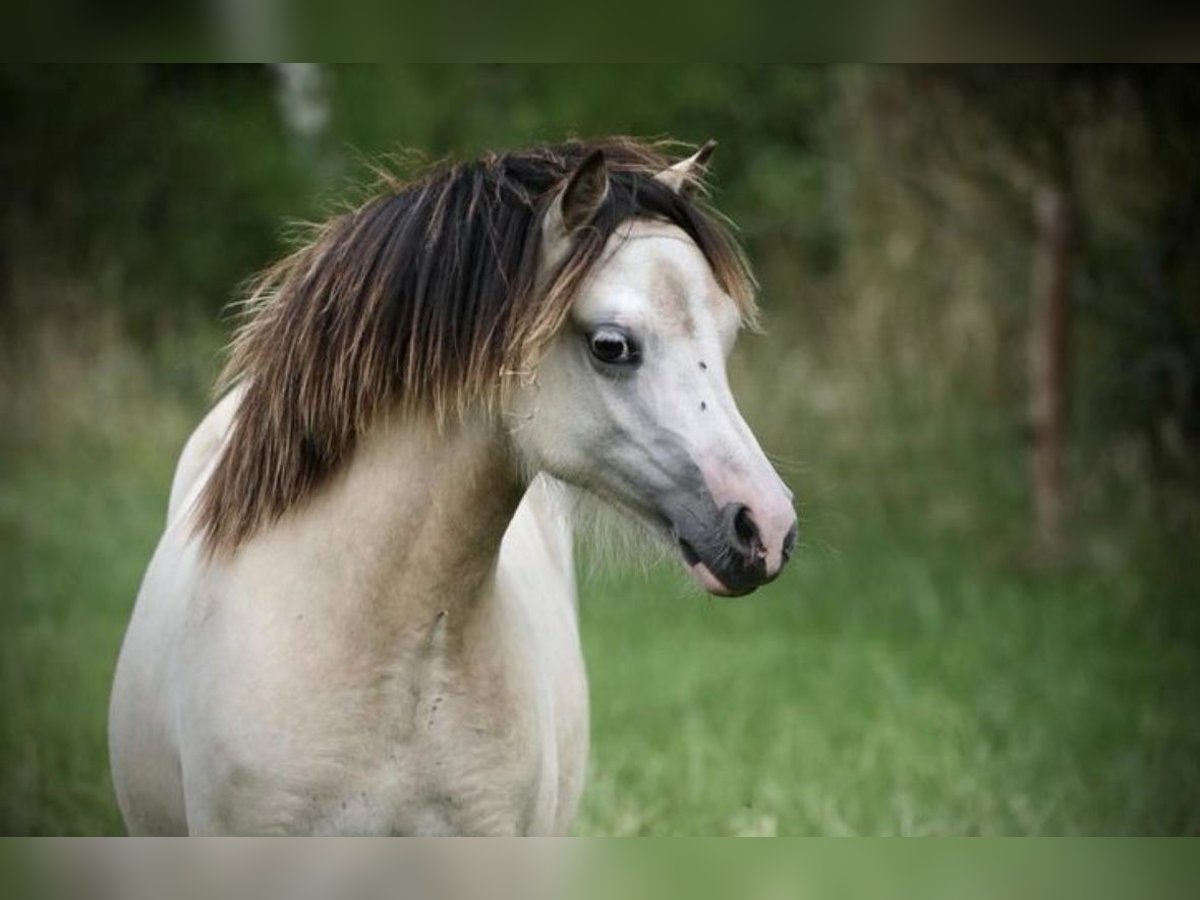 Welsh A (Mountain Pony) Mare 2 years 11,2 hh Dun in Aalten