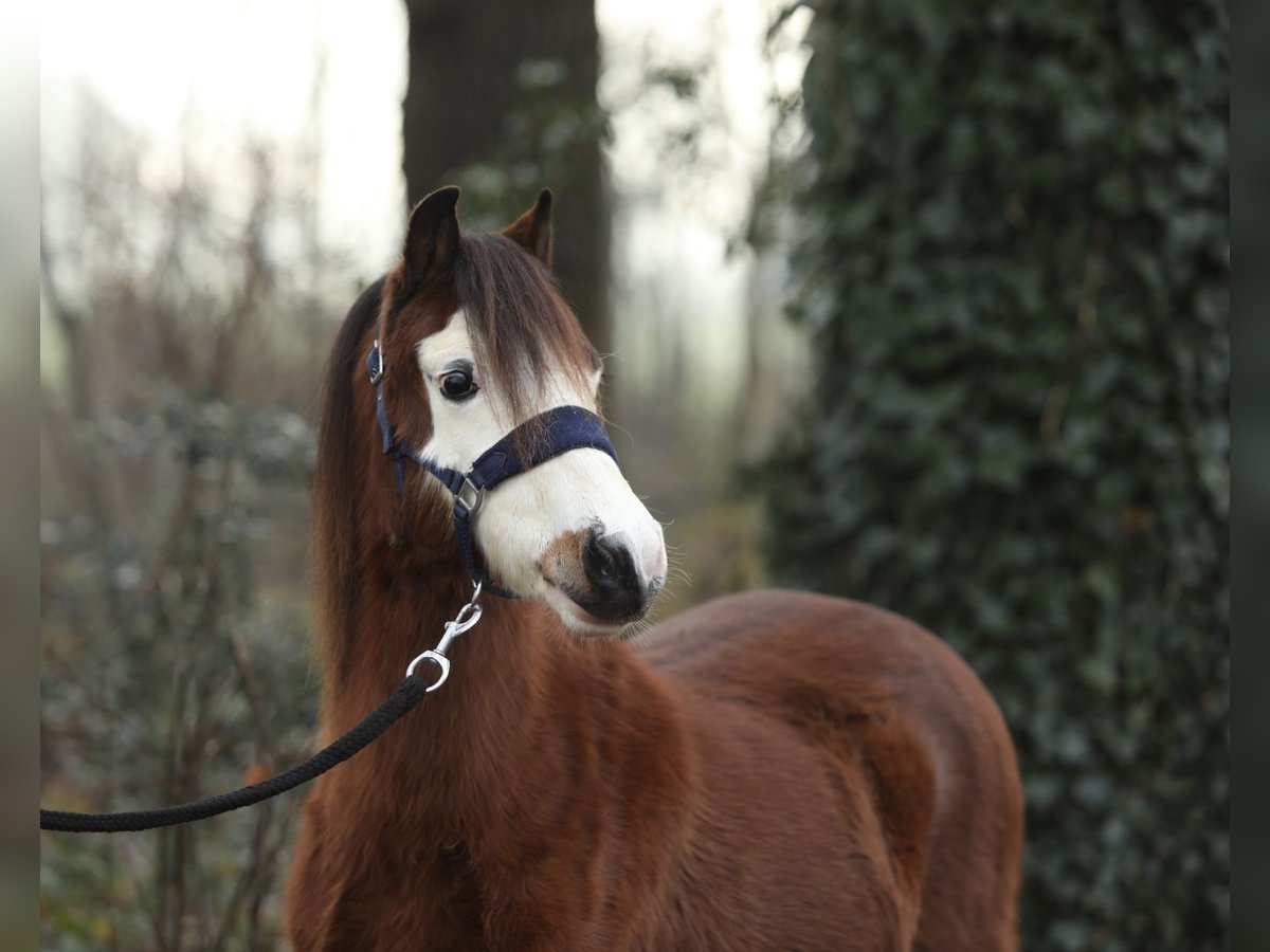 Welsh A (Mountain Pony) Mare 2 years 11,3 hh Brown in Aalten