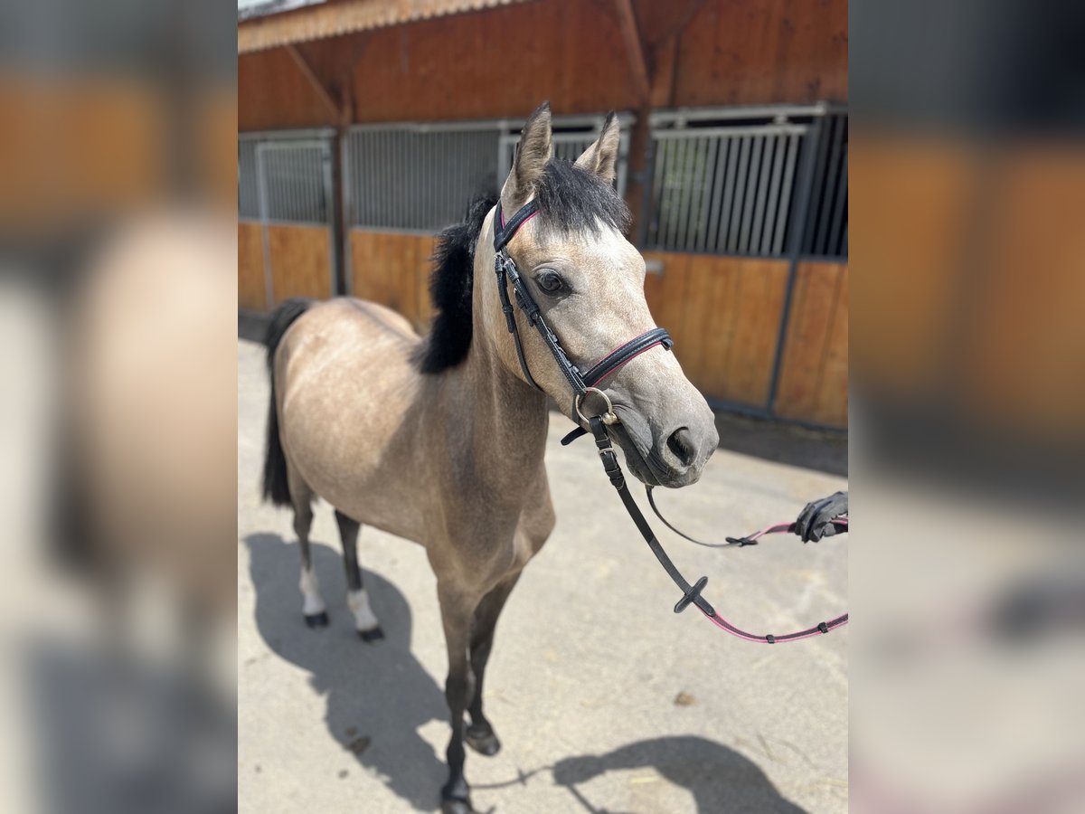 Welsh A (Mountain Pony) Mix Mare 2 years 12,1 hh Buckskin in Dortmund