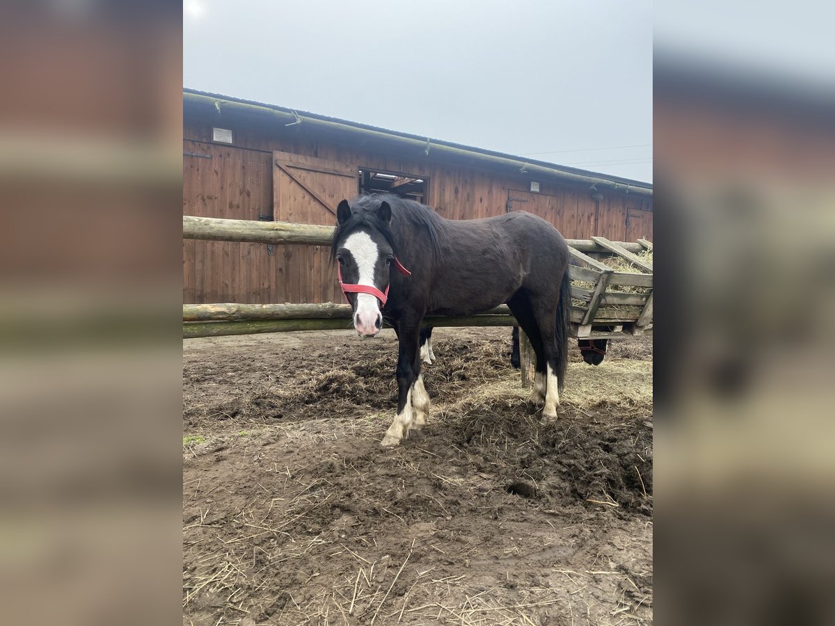 Welsh A (Mountain Pony) Mare 2 years Black in Karwice