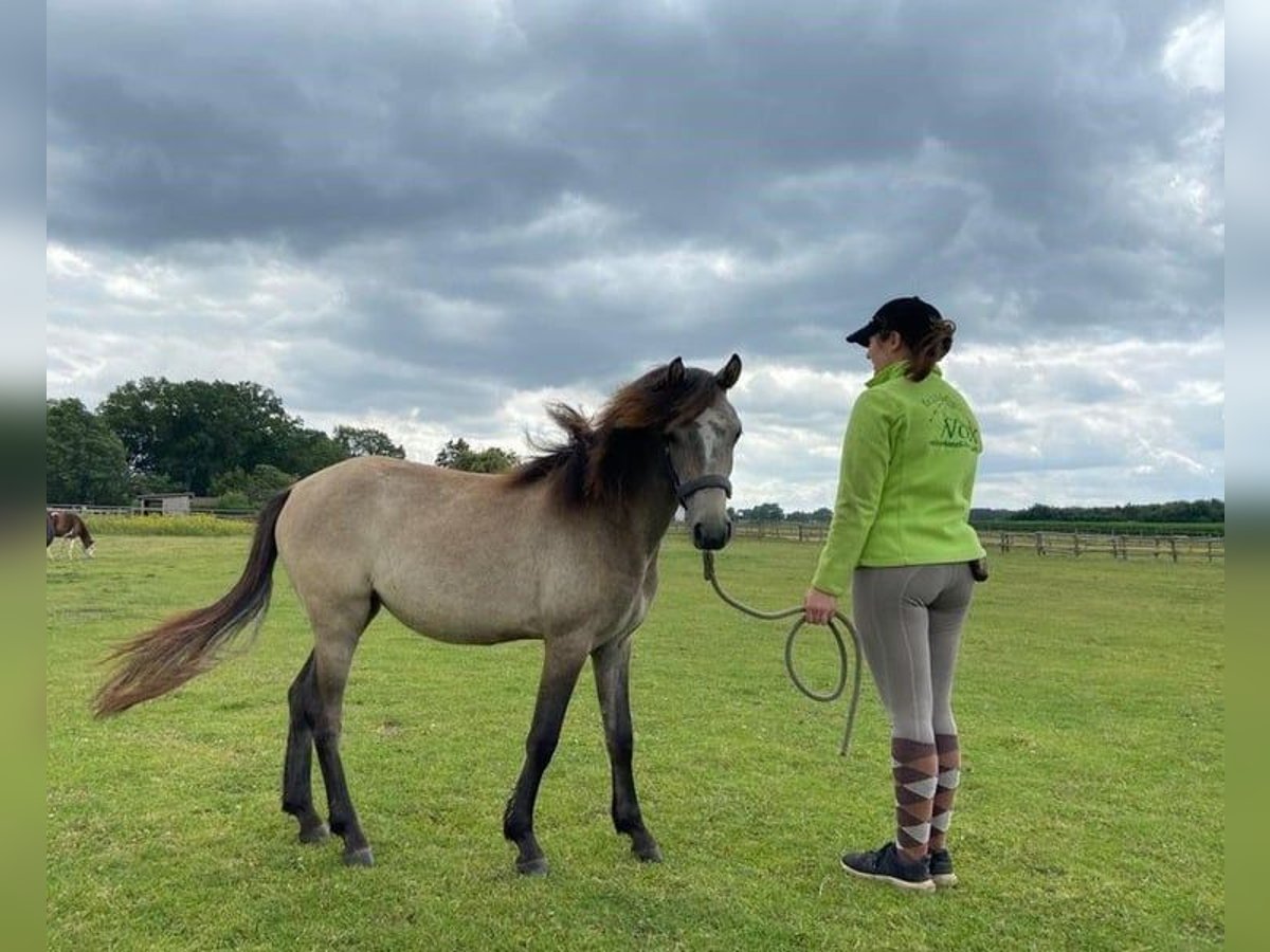 Welsh A (Mountain Pony) Mix Mare 3 years 11,1 hh Brown Falb mold in Eggermühlen