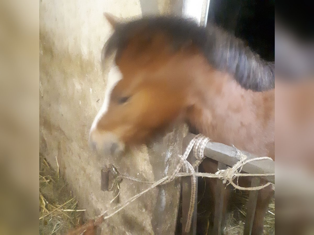 Welsh A (Mountain Pony) Mare 3 years 11,1 hh Chestnut-Red in Wipperfürth