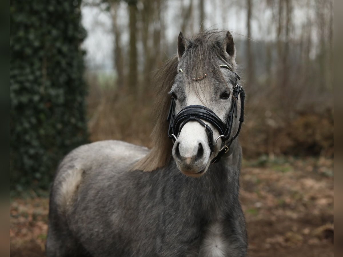 Welsh A (Mountain Pony) Mare 3 years 11,2 hh Gray in Aalten