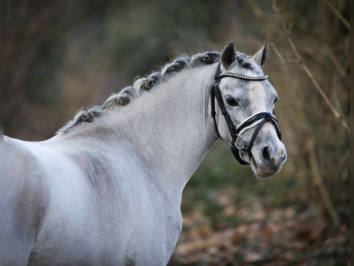 Welsh A (Mountain Pony) Mare 3 years 11,2 hh Gray in Aalten