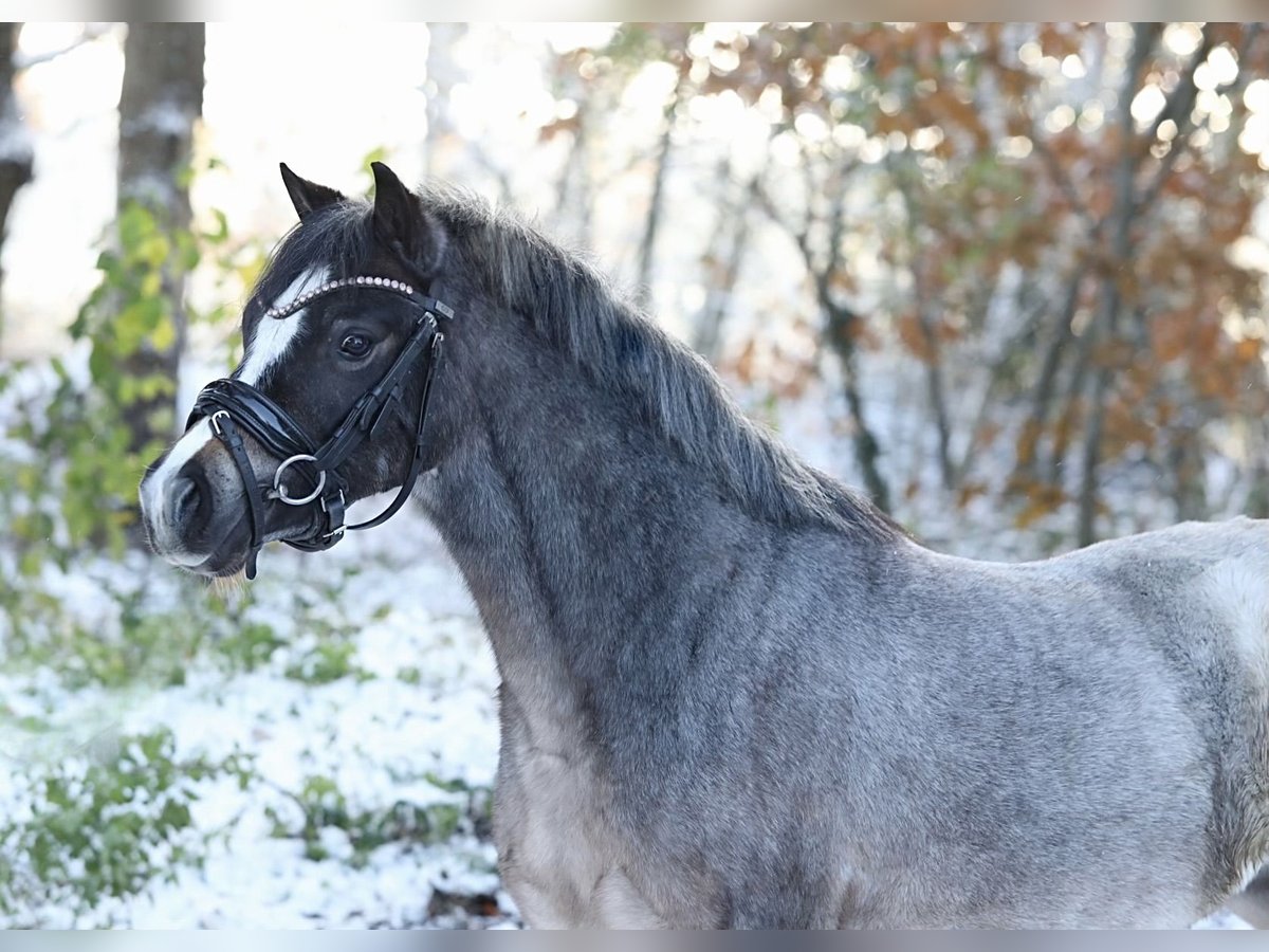 Welsh A (Mountain Pony) Mare 3 years 11,3 hh Roan-Bay in Aalten