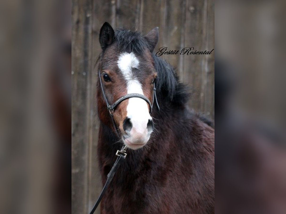 Welsh A (Mountain Pony) Mare 3 years 12,2 hh Brown in Neumünster