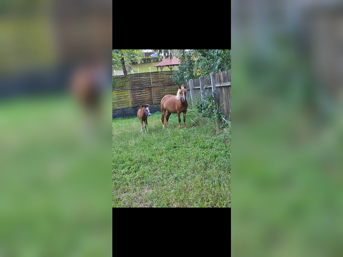 Welsh A (Mountain Pony) Mare 4 years 11,1 hh Chestnut-Red in Neufeld an der Leitha