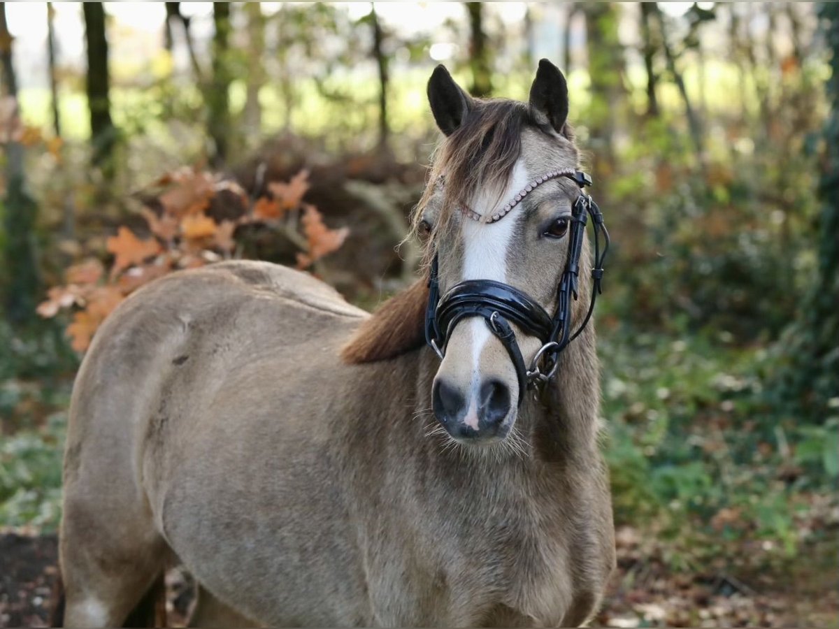 Welsh A (Mountain Pony) Mare 4 years 11,1 hh Dun in Aalten