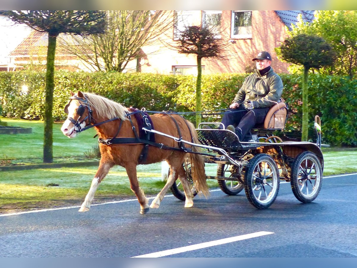 Welsh A (Mountain Pony) Mare 4 years 11,2 hh Chestnut-Red in Halle