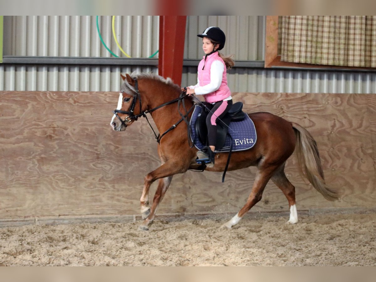 Welsh A (Mountain Pony) Mare 4 years 11,3 hh Chestnut in Wildeshausen