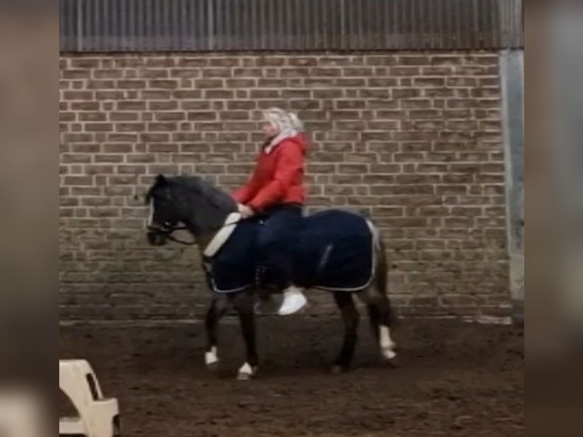 Welsh A (Mountain Pony) Mare 4 years 11,3 hh Roan-Blue in Sendenhorst