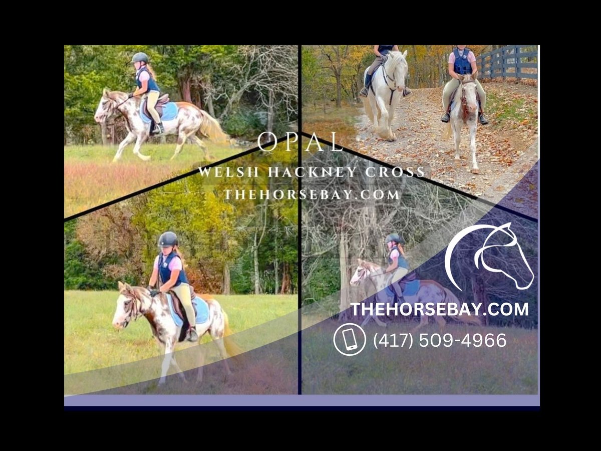 Welsh A (Mountain Pony) Mix Mare 4 years Can be white in Spring Hill, TN