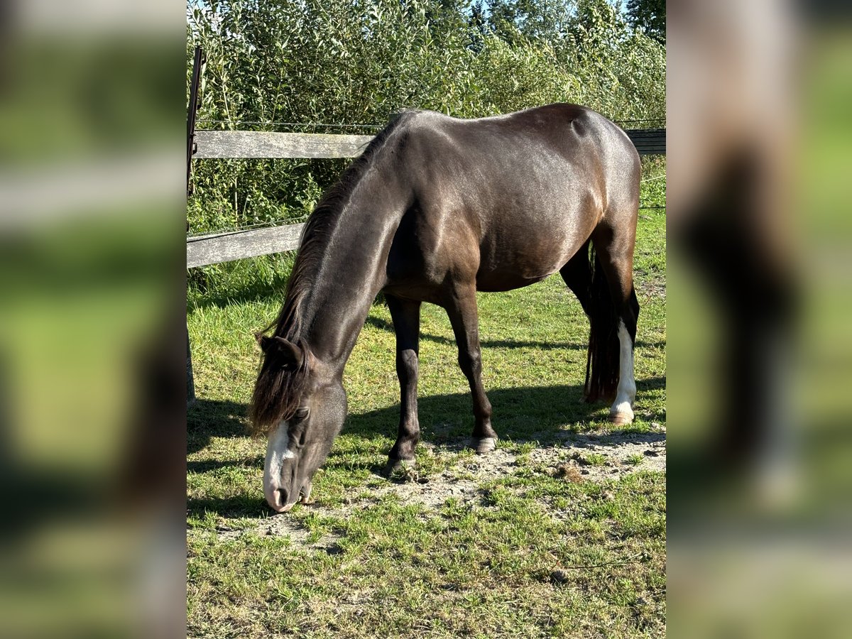 Welsh A (Mountain Pony) Mare 4 years Smoky-Black in Hengelo