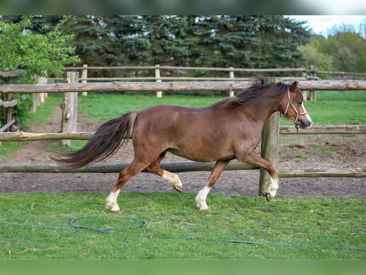 Welsh A (Mountain Pony) Mare 5 years 11,1 hh Chestnut-Red in OPOCZNO