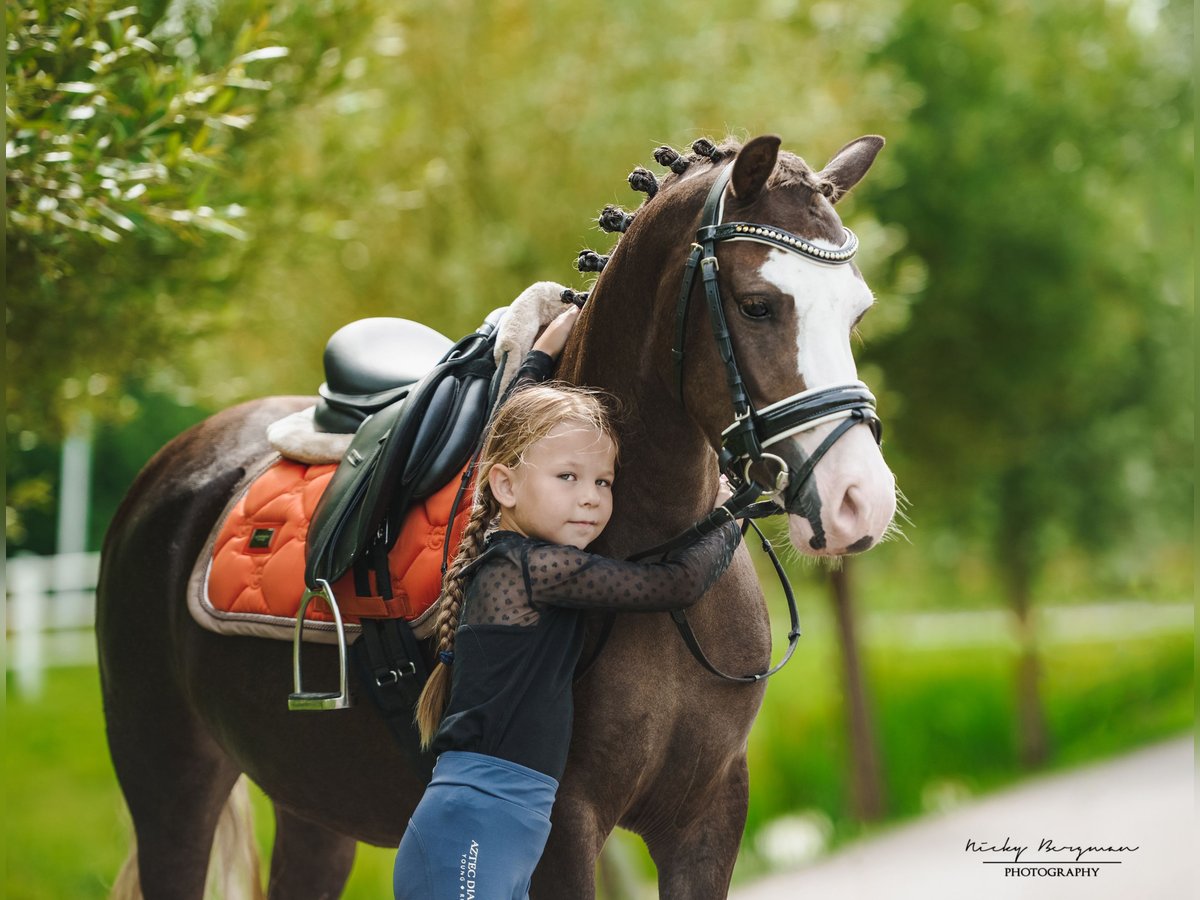 Welsh A (Mountain Pony) Mare 5 years 11,3 hh Chestnut in Groningen
