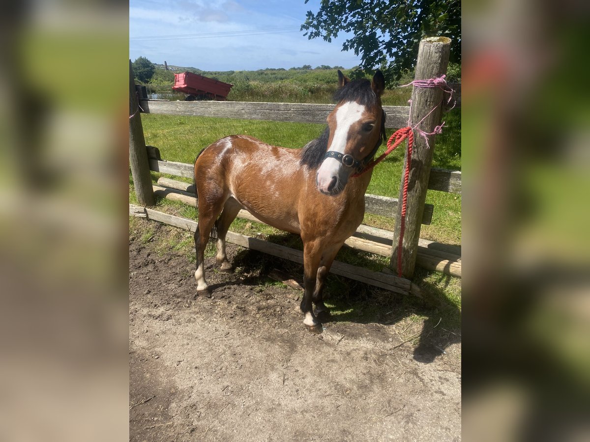 Welsh A (Mountain Pony) Mare 5 years 11 hh Bay in Redruth