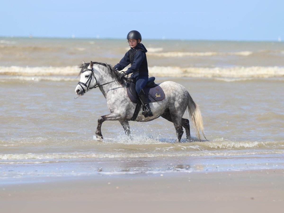 Welsh A (Mountain Pony) Mare 6 years 12 hh Gray-Dapple in HerfordHerford