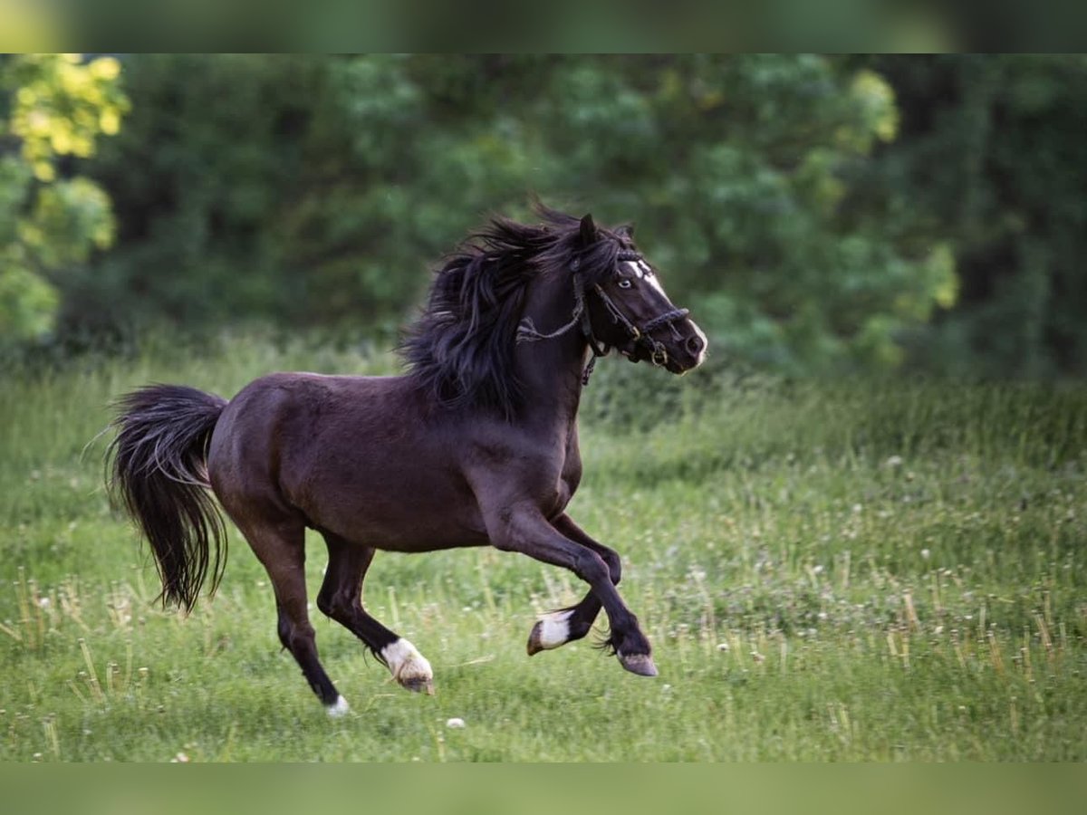 Welsh A (Mountain Pony) Mare 7 years 11,1 hh Black in Hatzenbach