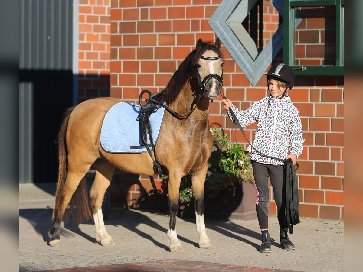 Welsh A (Mountain Pony) Mare 7 years 11,2 hh Dun in Wildeshausen