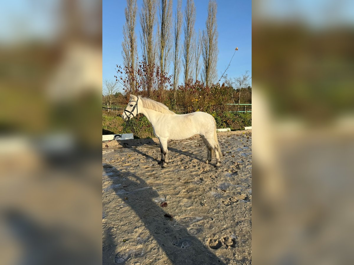 Welsh A (Mountain Pony) Mare 7 years 11,2 hh Gray in Isernhagen