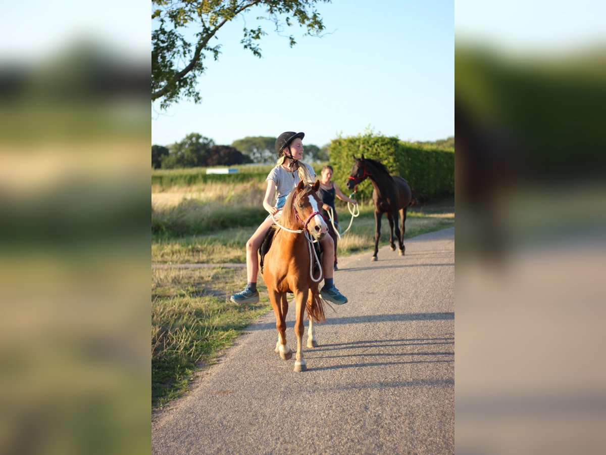 Welsh A (Mountain Pony) Mare 8 years 11,2 hh Chestnut-Red in Erichem