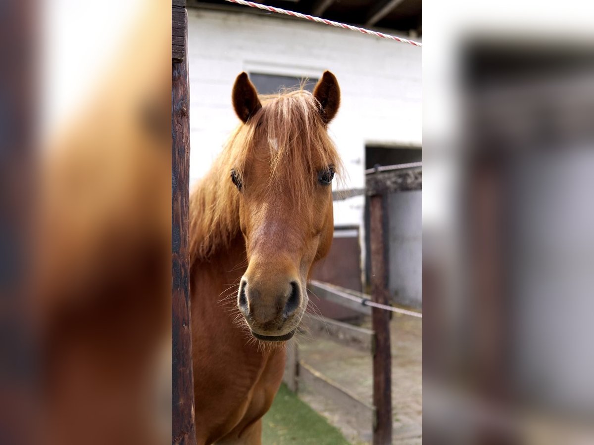 Welsh A (Mountain Pony) Mare 8 years 11,2 hh Chestnut-Red in Köln