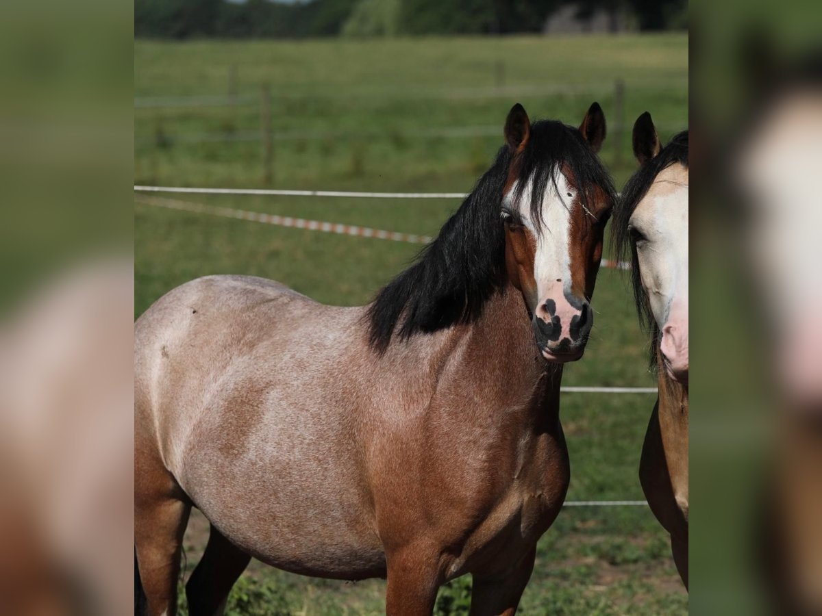 Welsh A (Mountain Pony) Mare 8 years 11,2 hh Roan-Bay in Aalten