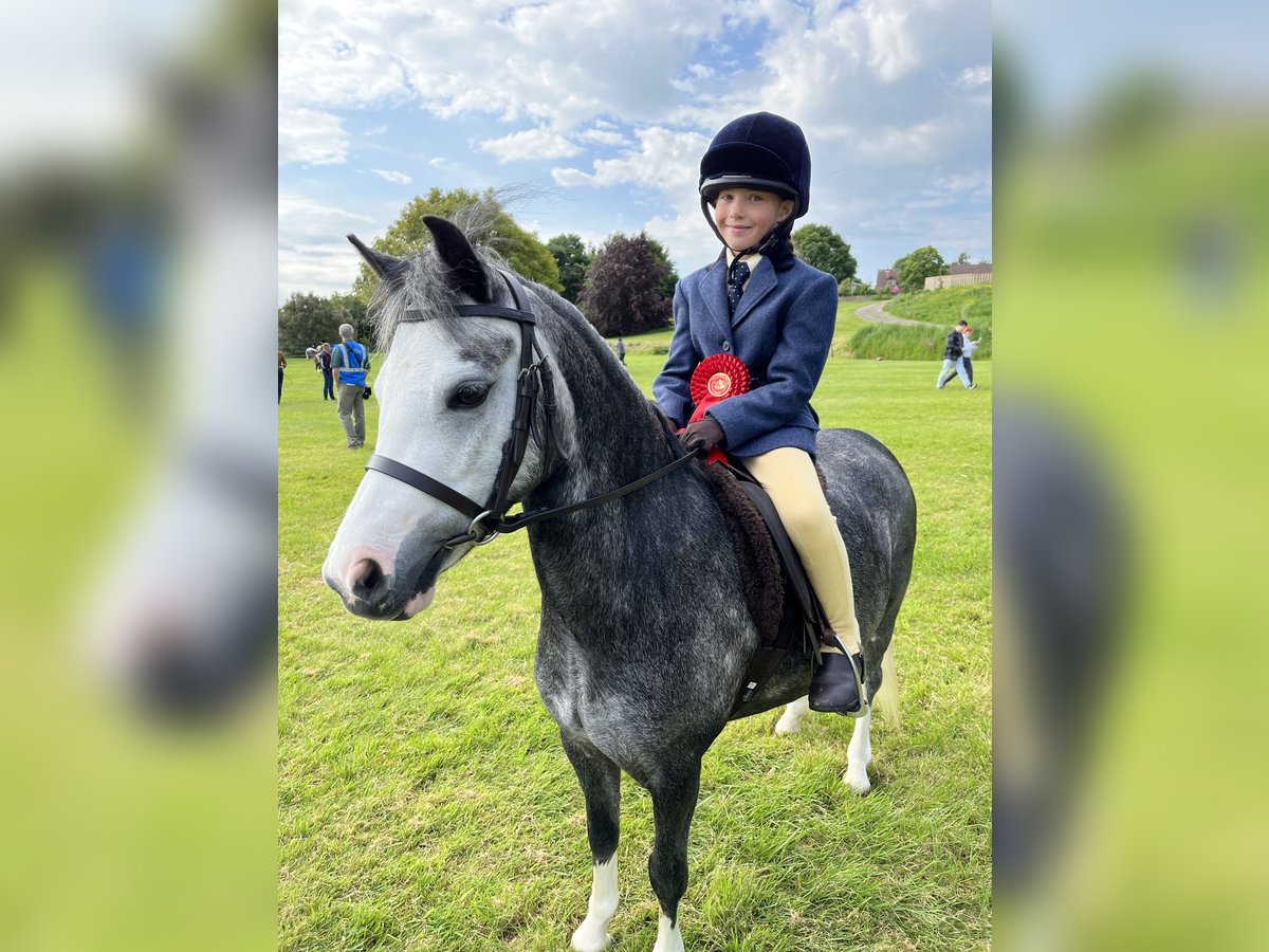 Welsh A (Mountain Pony) Mare 8 years 11 hh Gray-Dapple in Dorset