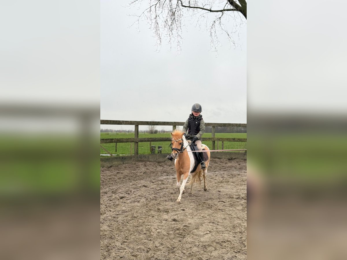 Welsh A (Mountain Pony) Mix Mare 9 years 11 hh Pinto in Utrecht