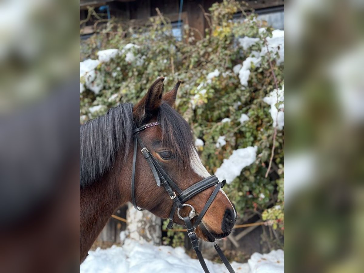 Welsh A (Mountain Pony) Mare 9 years 12,3 hh Brown in Loiching