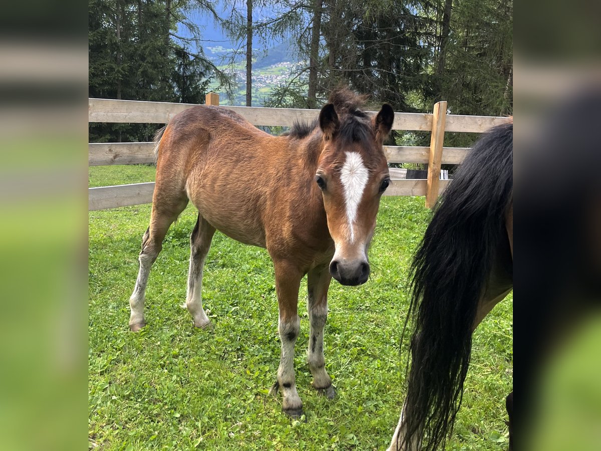 Welsh A (Mountain Pony) Mare Foal (03/2024) 12 hh Brown in Arzl