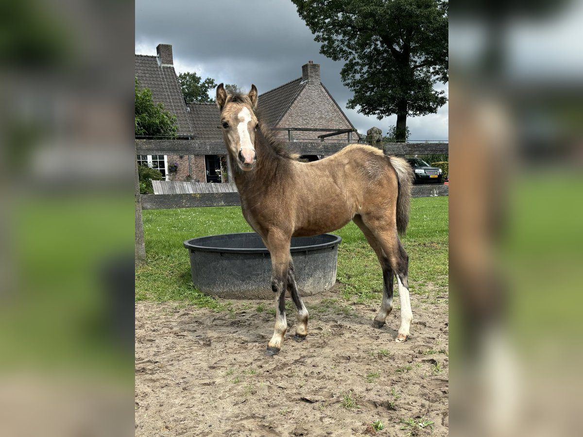 Welsh A (Mountain Pony) Mare Foal (06/2024) Buckskin in Hengelo