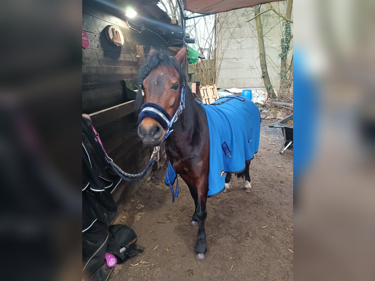 Welsh A (Mountain Pony) Stallion 11 years 12,1 hh Brown in Gütersloh