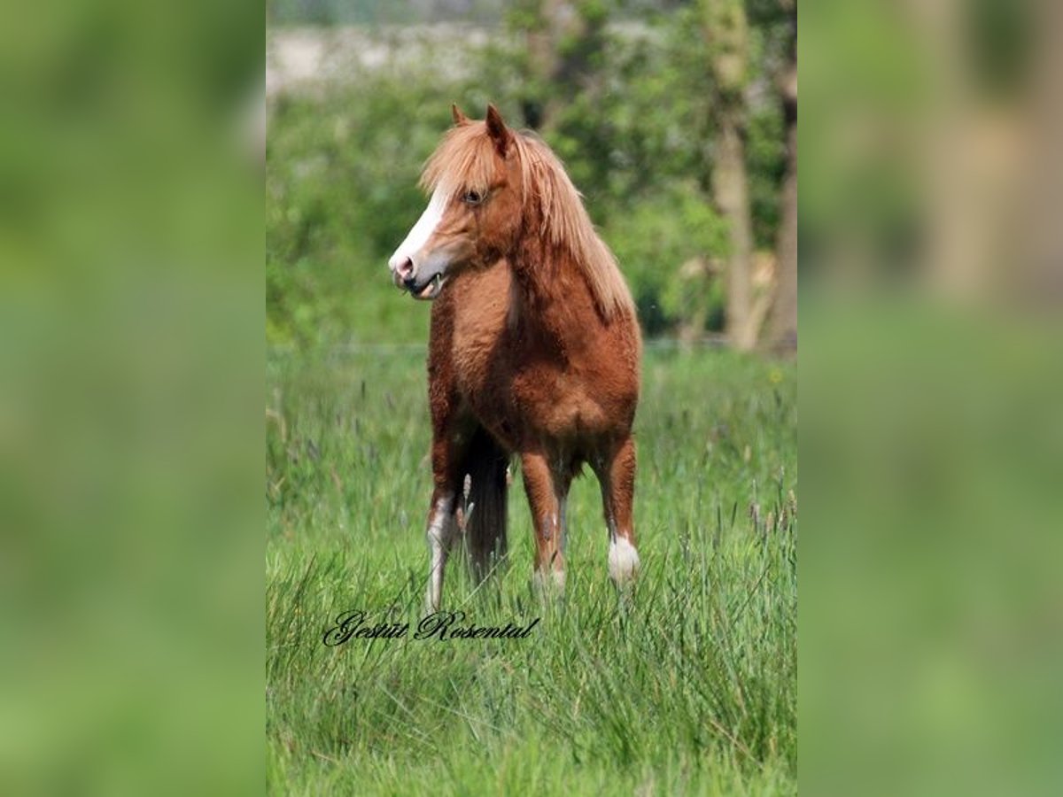 Welsh A (Mountain Pony) Stallion 1 year 11,2 hh Chestnut-Red in Sankt Margarethen