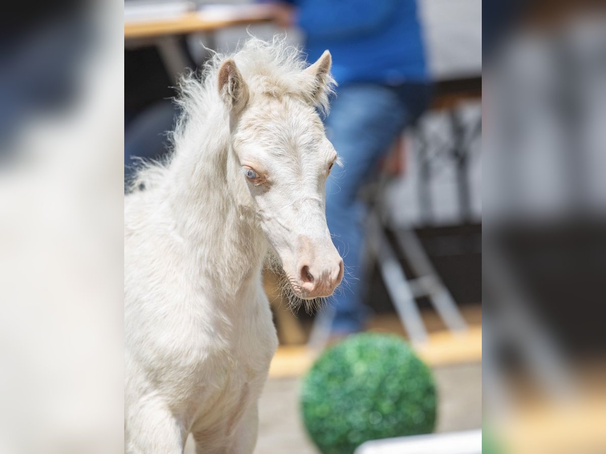 Welsh A (Mountain Pony) Stallion 1 year 11,2 hh Cremello in Lubmin