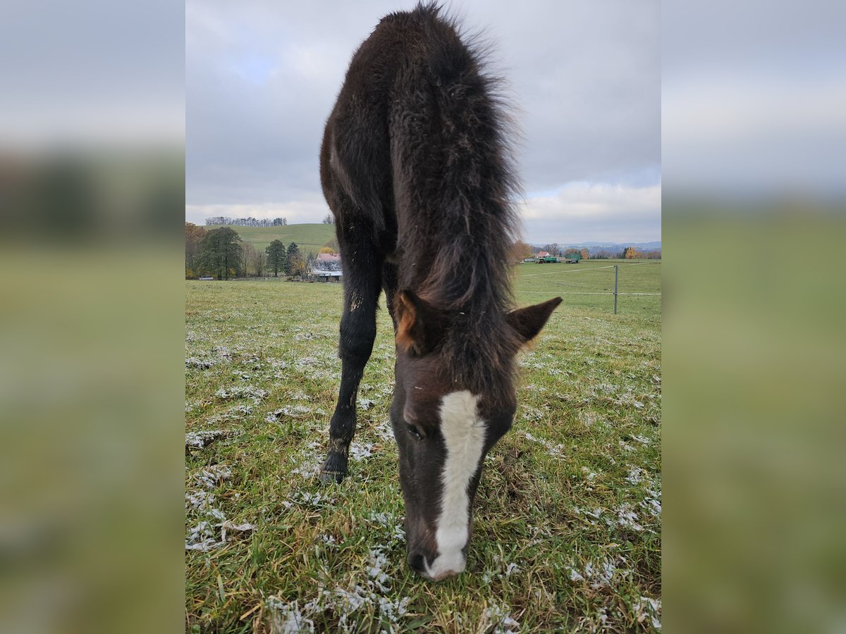 Welsh A (Mountain Pony) Mix Stallion 1 year 11,2 hh in Bischofswerda