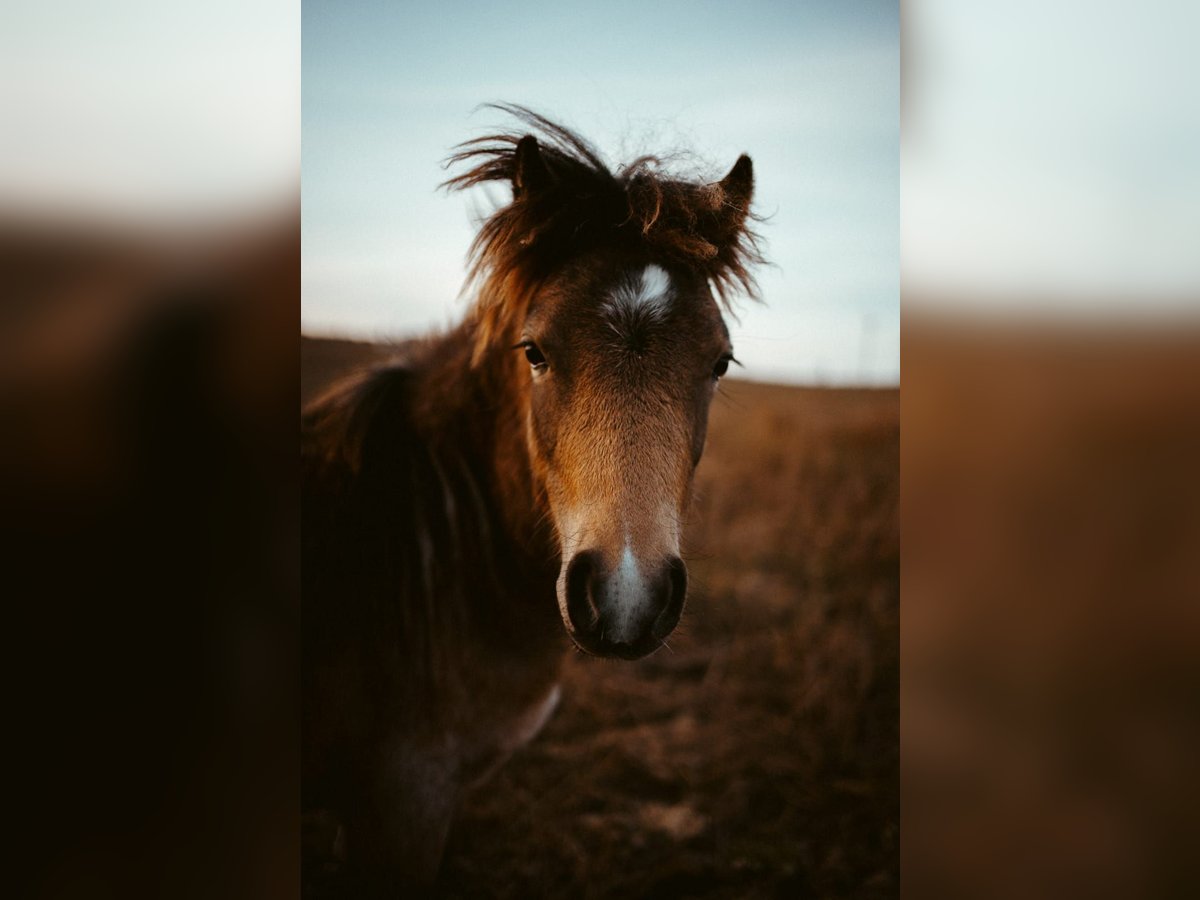 Welsh A (Mountain Pony) Stallion 1 year 12 hh Buckskin in Löwenberger Land