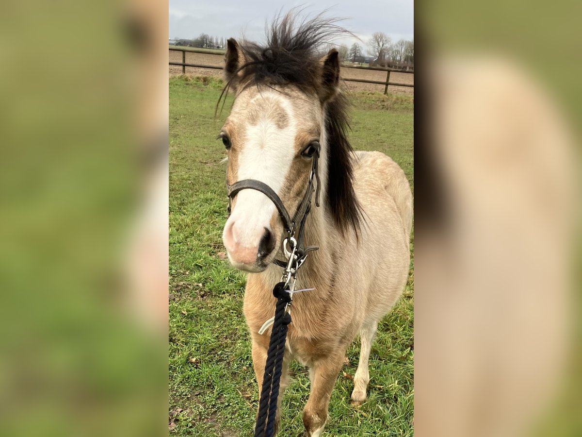 Welsh A (Mountain Pony) Stallion 1 year Dun in Baak