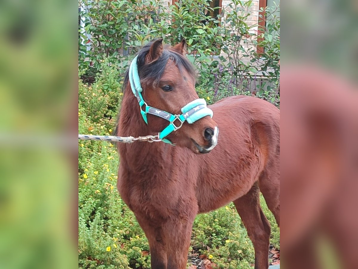 Welsh A (Mountain Pony) Mix Stallion 2 years 11,1 hh Brown in Metelen