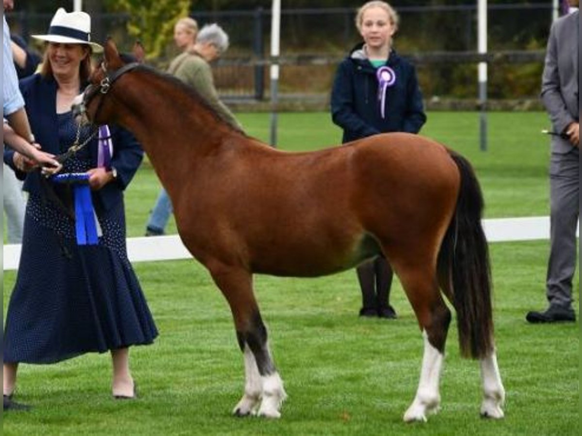 Welsh A (Mountain Pony) Stallion 2 years 11 hh Brown in Baak