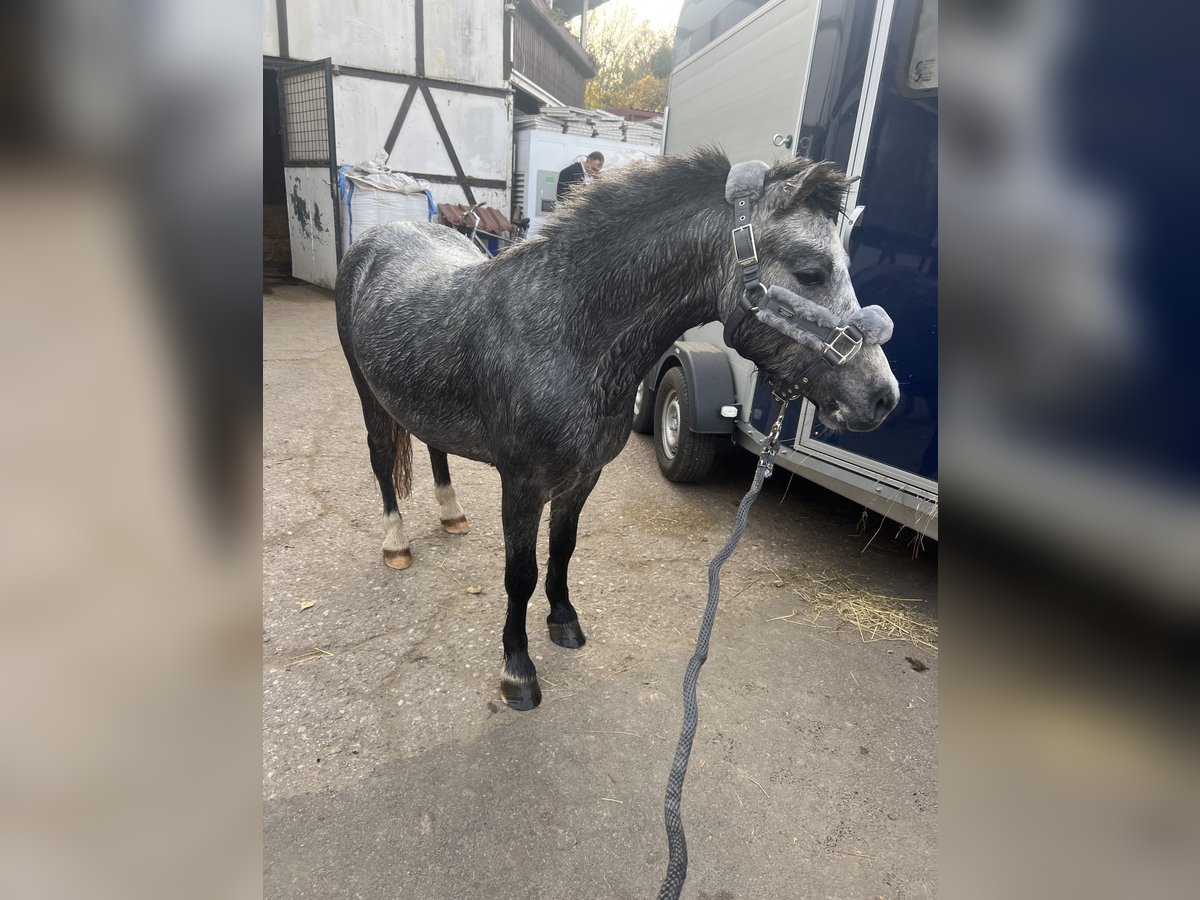 Welsh A (Mountain Pony) Stallion 3 years 11,1 hh Gray-Dapple in Wien, Leopoldstadt