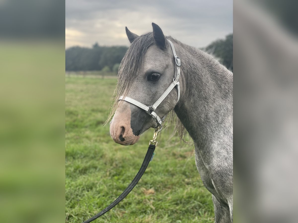 Welsh A (Mountain Pony) Stallion 3 years 11,2 hh Gray in Hellendoorn