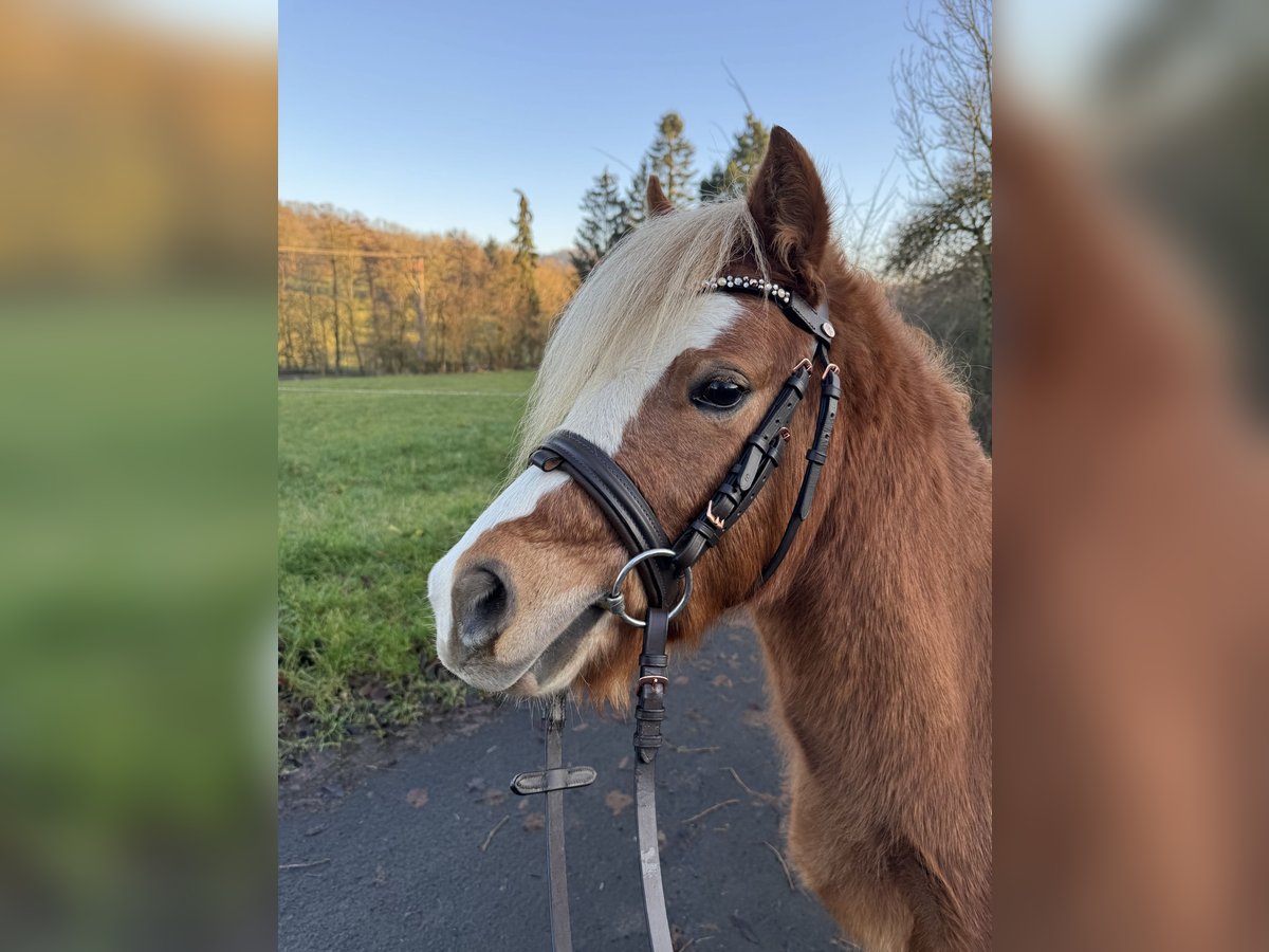 Welsh A (Mountain Pony) Stallion 3 years 11 hh Chestnut-Red in Ulrichstein