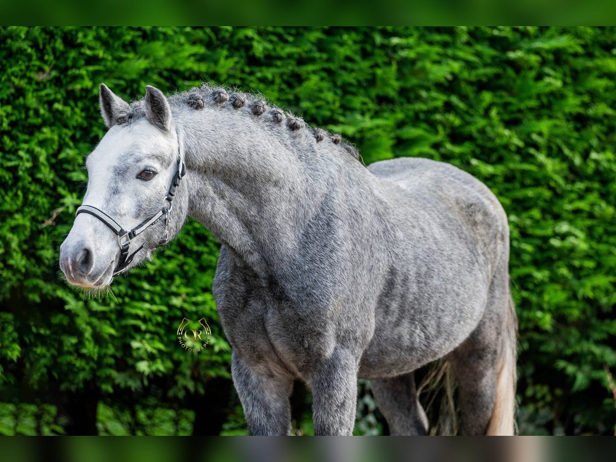 Welsh A (Mountain Pony) Stallion 4 years 11,1 hh Gray in Heerhugowaard